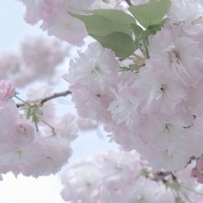 美兰FurryQQ群介绍